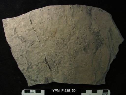 undet. Ostracoda