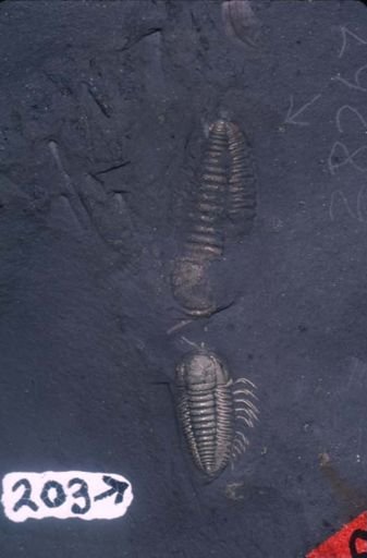 Triarthrus eatoni