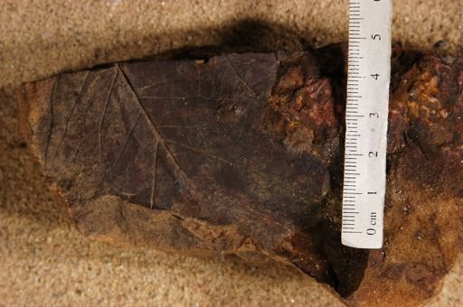 Angiospermopsida