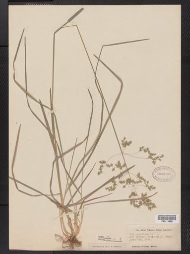 Poa pratensis