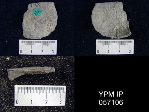 Strophonella lineolata