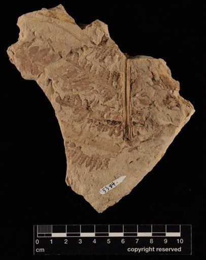 Cladophlebis sp.