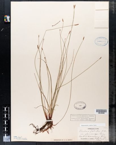 Eleocharis calva