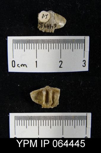 Sieberella roemeri