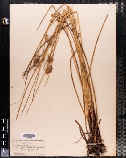 Juncus effusus
