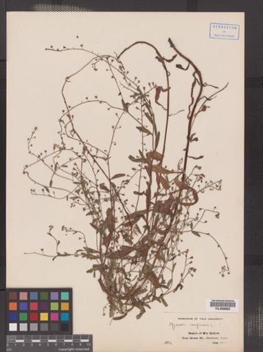 Myosotis laxa