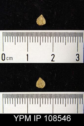 Camarotoechia bialveata
