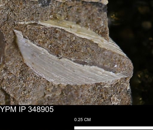 undet. Bivalvia