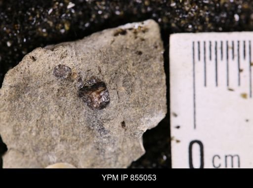 undet. Gastropoda