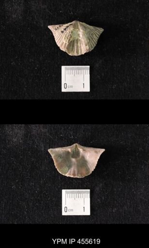Platystrophia acutilirata