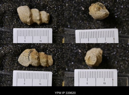 Melania wyomingensis