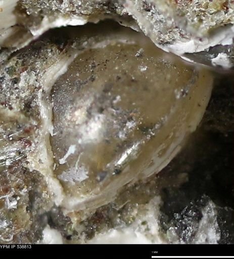 Corbulamella gregaria