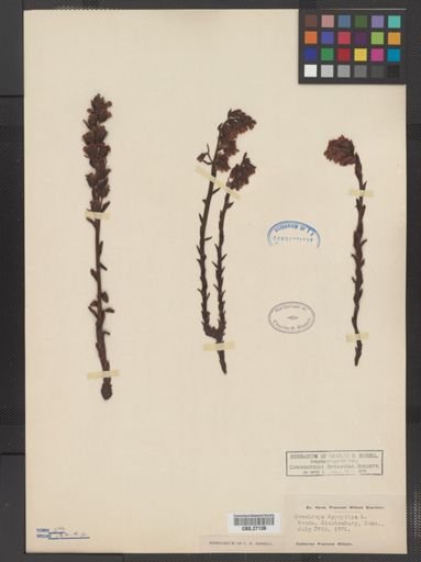 Monotropa hypopithys