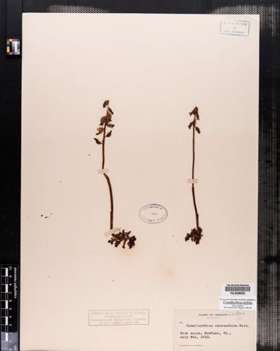 Corallorrhiza