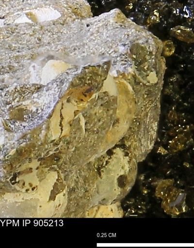 undet. Bivalvia