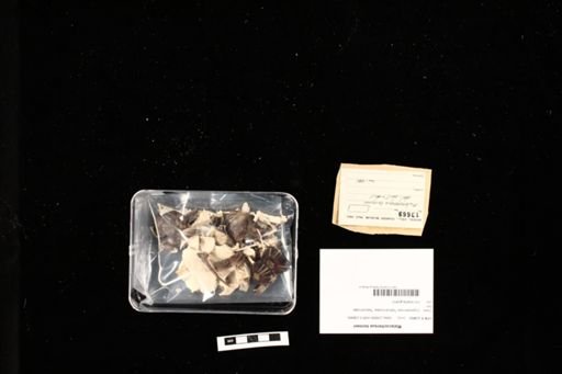 Malacochersus tornieri