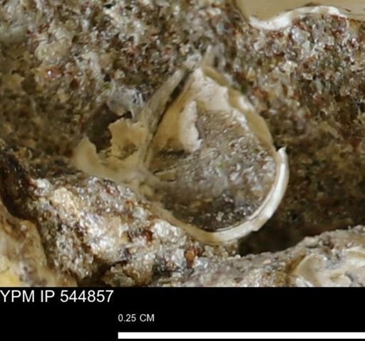 Corbulamella gregaria