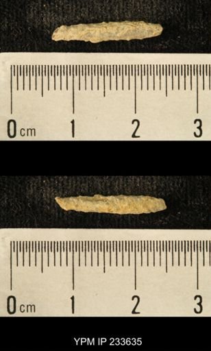 Archaeocidaris sp.