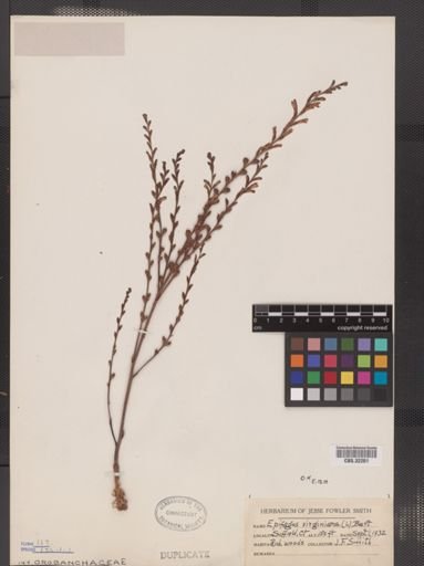 Epifagus virginiana