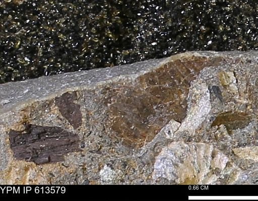 Scaphites sp.