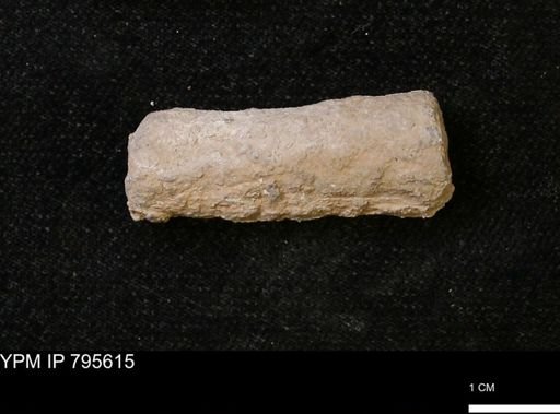 Baculites sp.