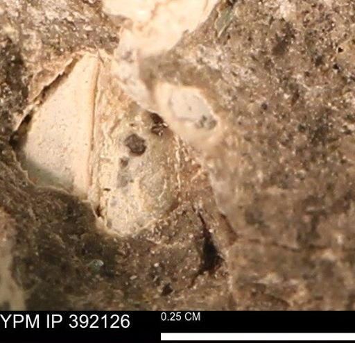 Protocardia sp.