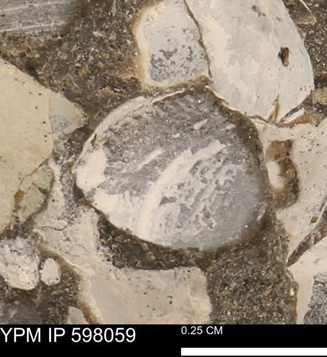 Protocardia?