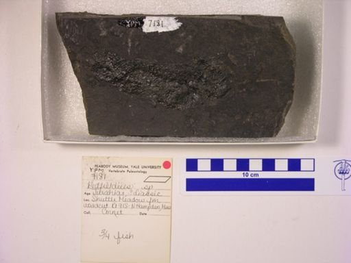 Redfieldia sp.
