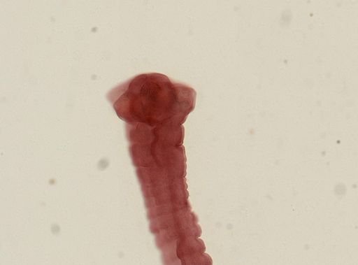 Dipylidium caninum