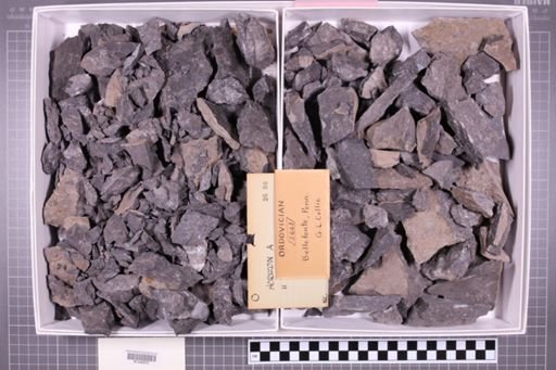 mixed taxa, stratigraphic collection