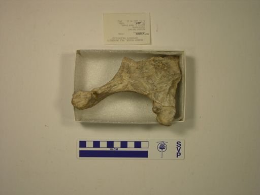Mylodon harlani