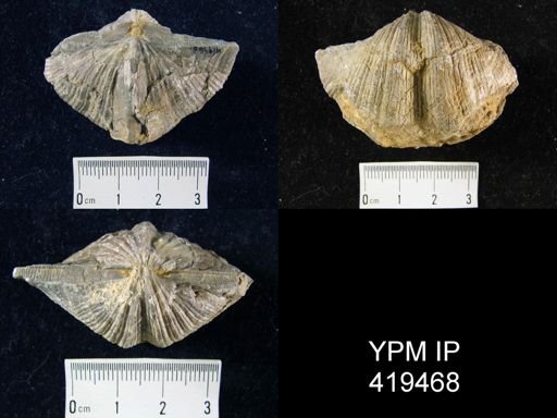 Neospirifer cameratus?