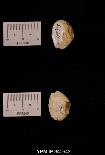 Corbicula