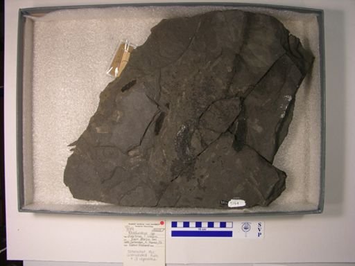 Redfieldia sp.
