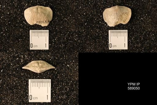 Dinorthis subquadrata