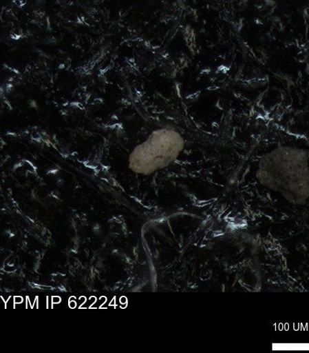 undet. Foraminiferida