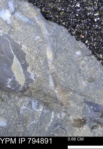 undet. Mollusca