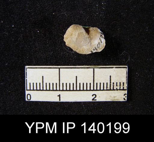 Chonetes (Waagenites) grandicosta