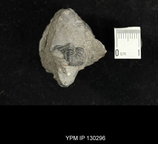 Eldredgeops rana
