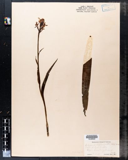 Habenaria blephariglottis