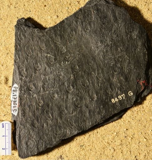 Lepidodendron sp.