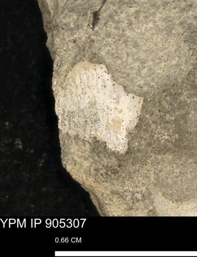 Astacidea?