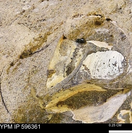 undet. Bivalvia