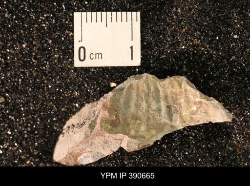 undet. Scaphitidae