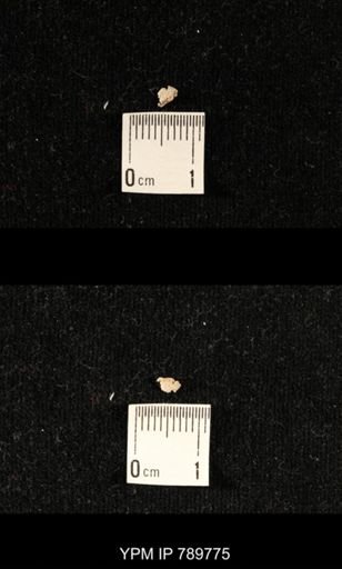 undet. Crinoidea
