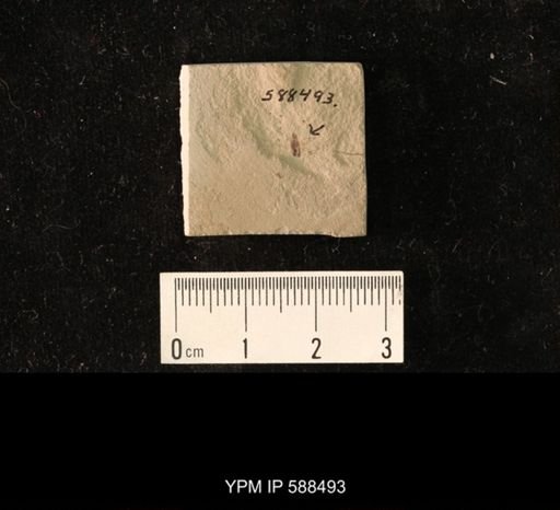 undet. Coleoptera