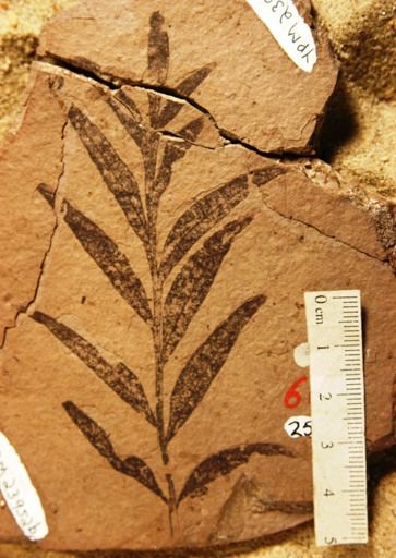 Rhus stellariaefolia