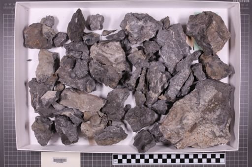 mixed taxa, stratigraphic collection