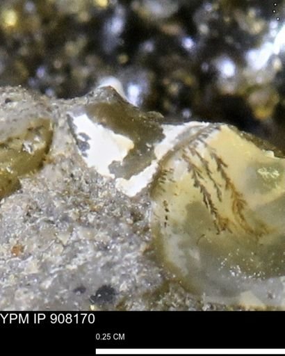 undet. Mollusca