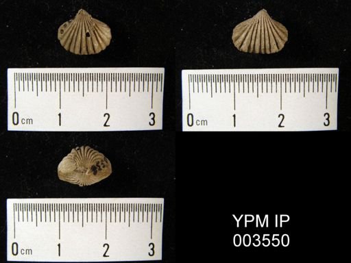 Rhynchonella acutirugata